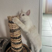 Splendide male crème maine coon loof #1