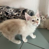 Splendide male crème maine coon loof