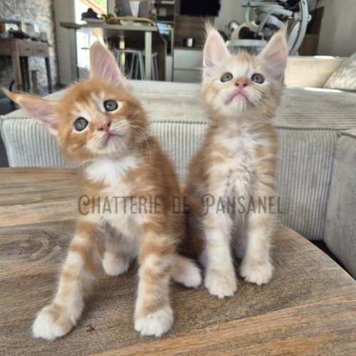Chatons maine coon loof #3