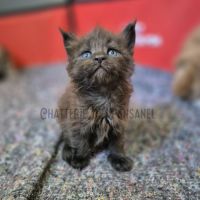 Chatons maine coon loof #1