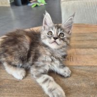 Chatons maine coon loof #2