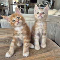 Chatons maine coon loof #3