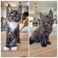Chatons maine coon loof