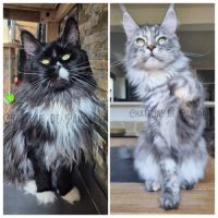 Chatons maine coon loof #5