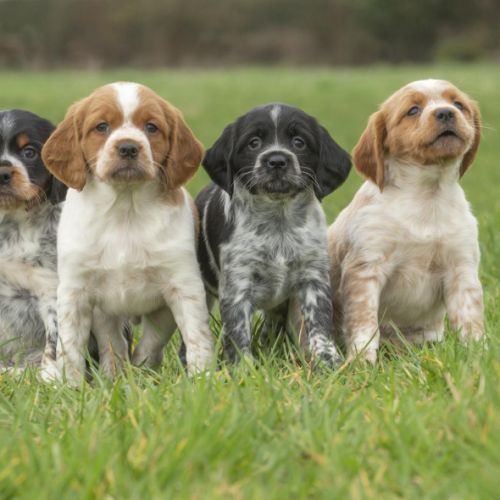 Vends chiots epagneul breton tricolore