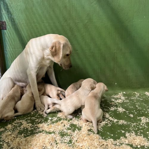 Vends chiots labrador sable lof