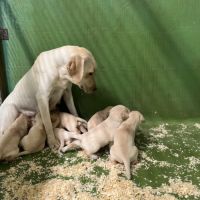 Vends chiots labrador sable lof