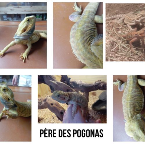 Pogona vitticeps juvénile #2