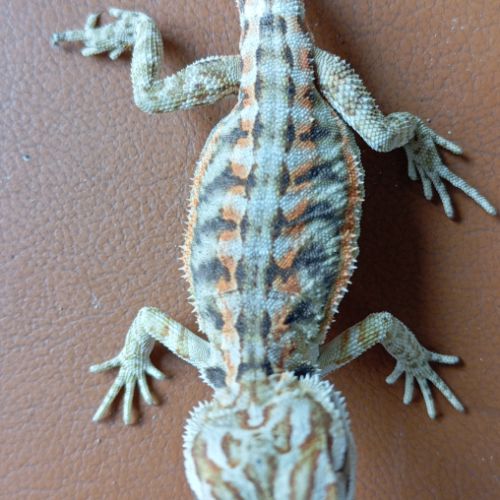 Pogona vitticeps juvénile #7