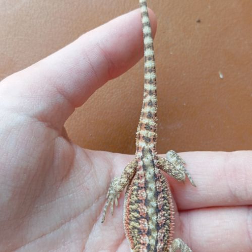 Pogona vitticeps juvénile #8