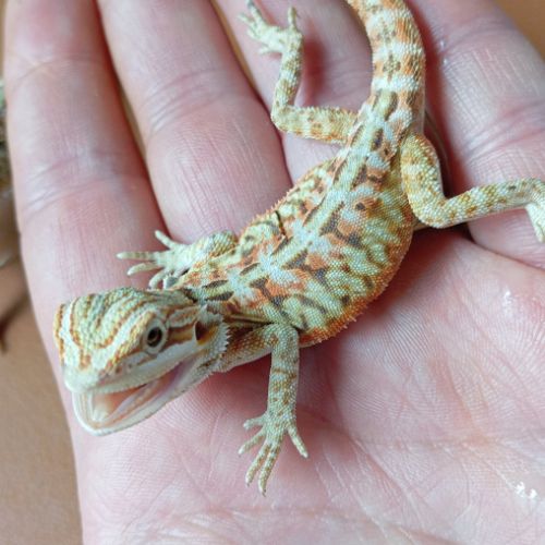 Pogona vitticeps juvénile #9