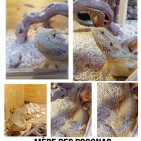 Pogona vitticeps juvénile #1