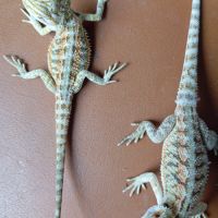 Pogona vitticeps juvénile #4