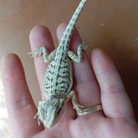 Pogona vitticeps juvénile #6