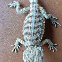 Pogona vitticeps juvénile #7