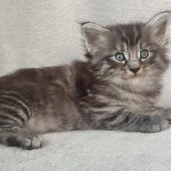 Chatons norvégiens disponibles à la réservation!!! #5