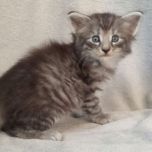 Chatons norvégiens disponibles à la réservation!!! #6