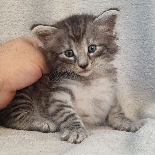 Chatons norvégiens disponibles à la réservation!!! #7