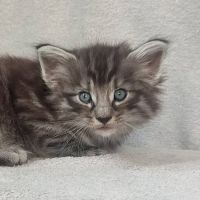 Chatons norvégiens disponibles à la réservation!!! #1
