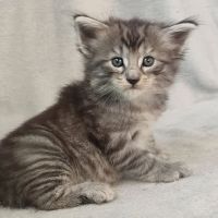 Chatons norvégiens disponibles à la réservation!!!