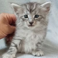 Chatons norvégiens disponibles à la réservation!!! #3