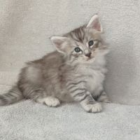 Chatons norvégiens disponibles à la réservation!!! #4