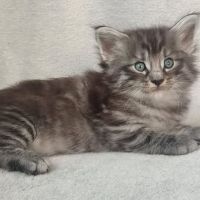 Chatons norvégiens disponibles à la réservation!!! #5