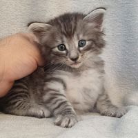 Chatons norvégiens disponibles à la réservation!!! #7