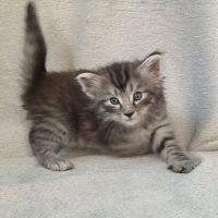 Chatons norvégiens disponibles à la réservation!!! #8