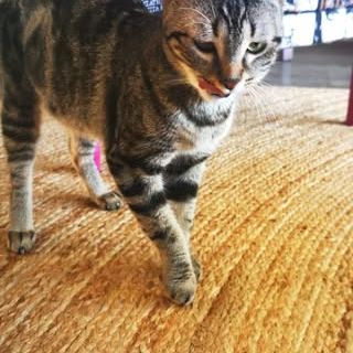 Chat taia à l'adoption #2