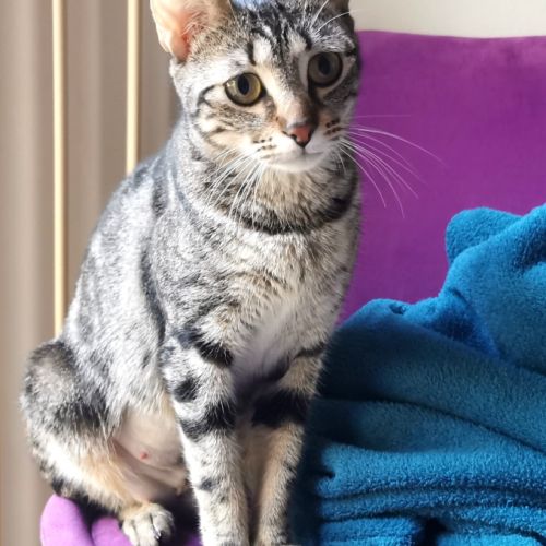 Chat taia à l'adoption