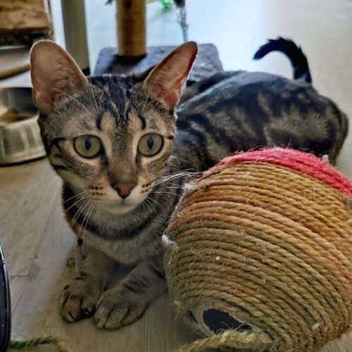 Chat taia à l'adoption #4