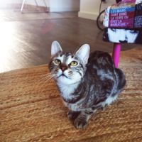 Chat taia à l'adoption #1