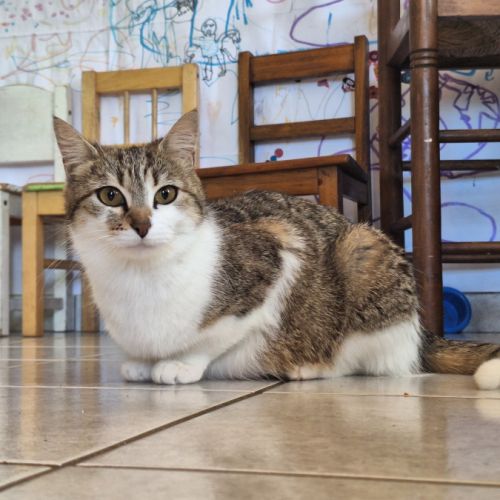 Chat flocon à l’adoption, #2