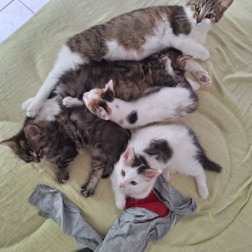 Chat flocon à l’adoption, #3