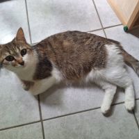 Chat flocon à l’adoption, #1