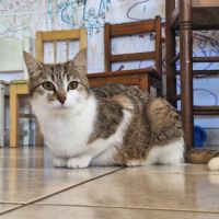 Chat flocon à l’adoption, #2