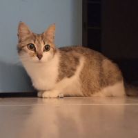 Chat flocon à l’adoption, #0