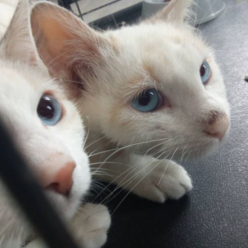 Chats isis et lady à l’adoption, #1