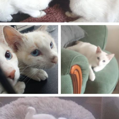 Chats isis et lady à l’adoption,