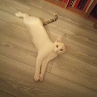 Chats isis et lady à l’adoption, #2