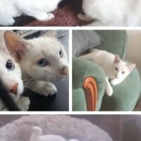 Chats isis et lady à l’adoption, #0