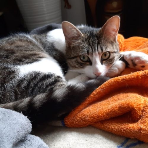 Chat louise à l’adoption,