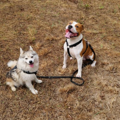 Mâle staffordshire terrier américain à donner #0