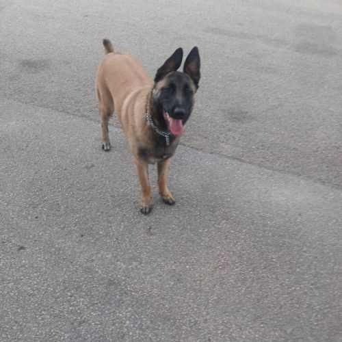 Chien vanille à l’adoption, #3