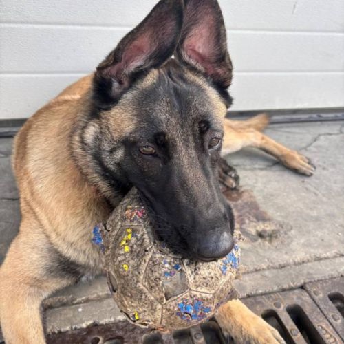 Chien vanille à l’adoption,