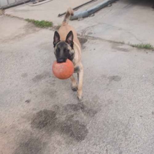 Chien vanille à l’adoption, #6