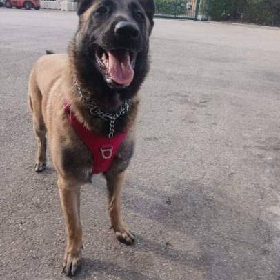 Chien vanille à l’adoption, #7