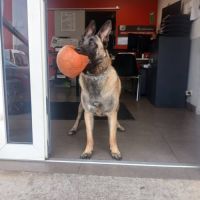 Chien vanille à l’adoption, #1