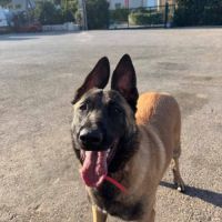 Chien vanille à l’adoption, #2